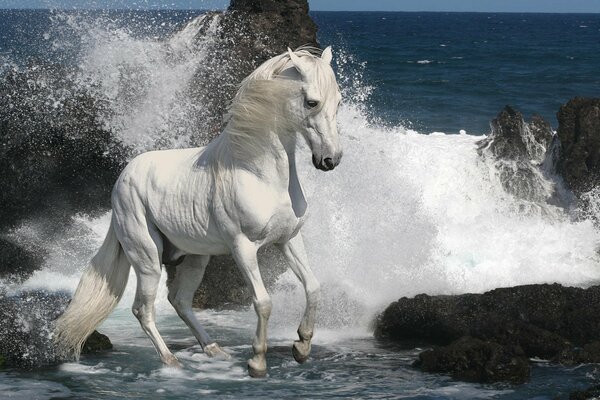 Pferd auf dem Meer in Steinen und Wellen