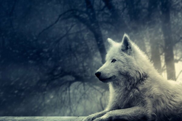 A stately White wolf in the forest