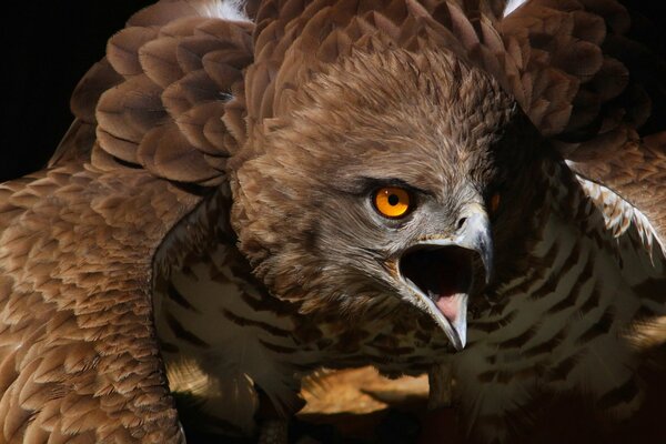 A screaming bird against the background of nature