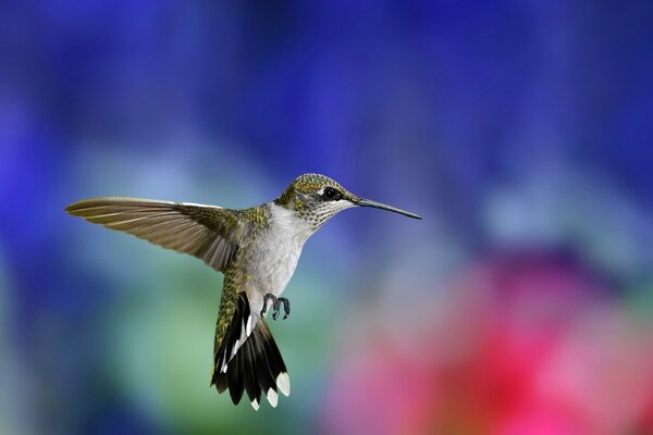 Птица колибри в полёте на размытом фоне