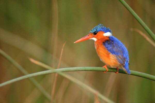 The bright plumage of a kingfisher in nature