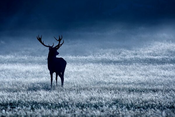 Northern red deer in the forest