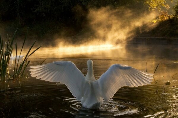 Aleteo de las alas del cisne blanco
