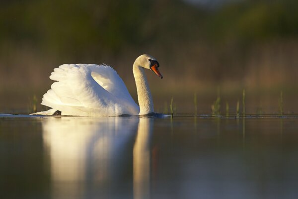 White swan on the pond oil painting