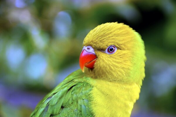 A green parrot with a yellow head and a red beak