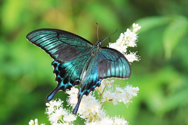 Schmetterling Schwungrad Segelboot auf einer weißen Blume