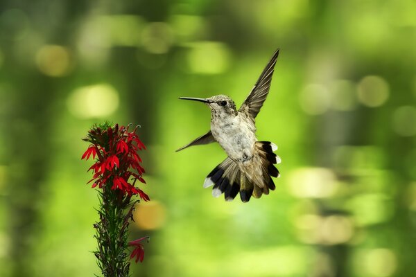 A hummingbird hovered over a flower waiting for prey