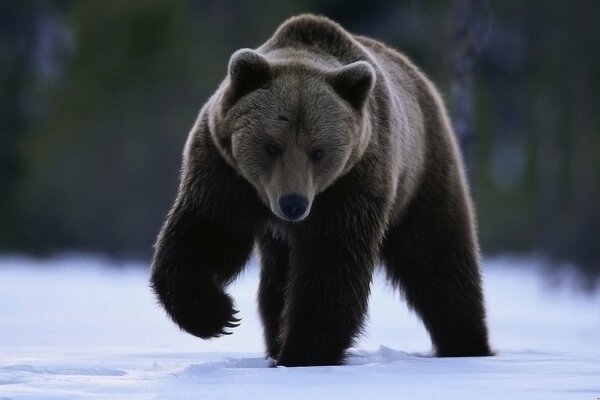 Orso sulla neve alzò la zampa