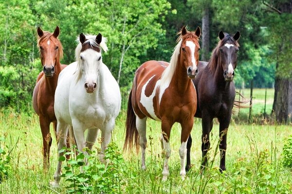 Four graceful steeds