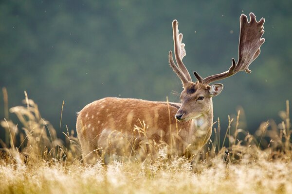 Cerf avec des bois ramifiés dans l herbe