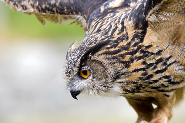 Owl s flight near, wingspan, plumage