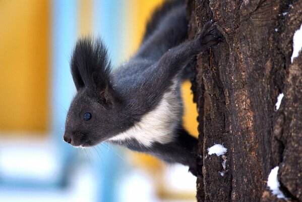 Schwarzes Eichhörnchen mit weißer Brust am Baum