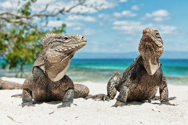 Iguanas sunbathing on the beach of Cuba