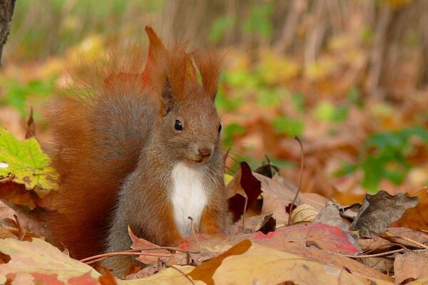 Écureuil et feuilles. Le plaisir de l automne