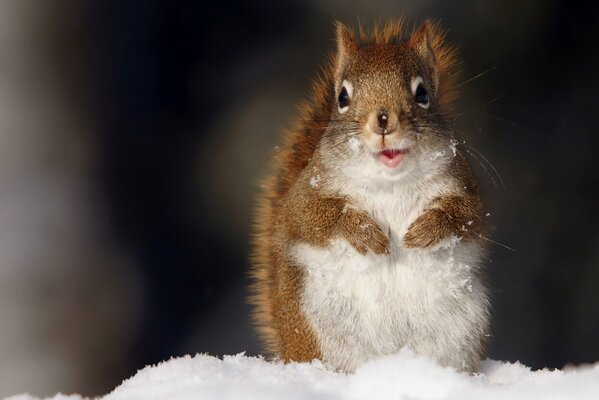 A cute squirrel is standing on the white snow