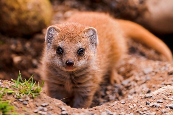 The mongoose s gaze speaks of danger