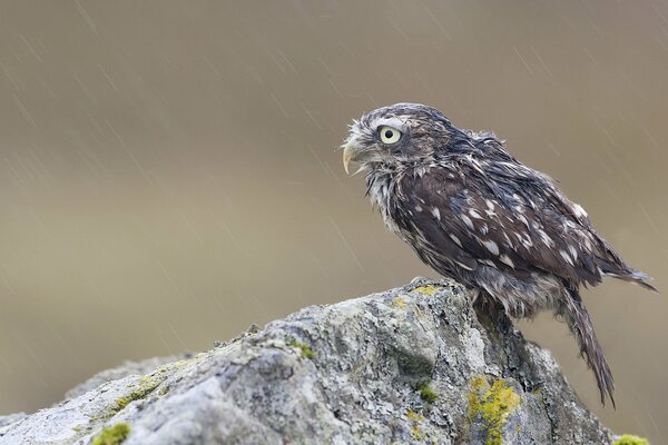 Poussin hibou sur la pierre sous la pluie