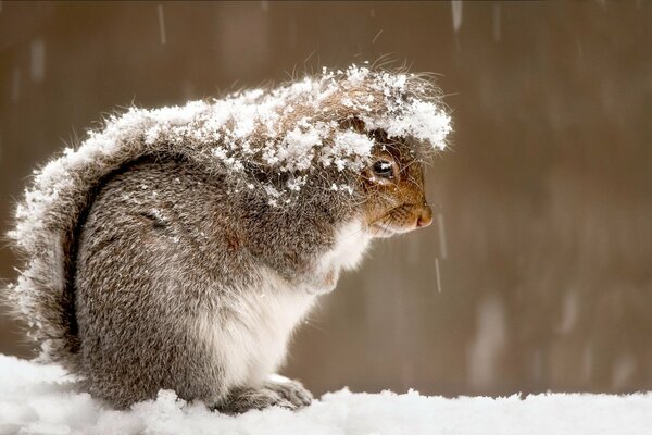 Schnee fiel auf pelzigen Schwanz Eichhörnchen