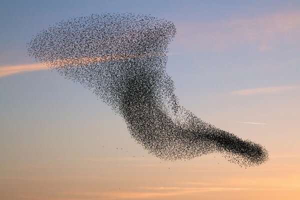 A flock of birds circling in the sky