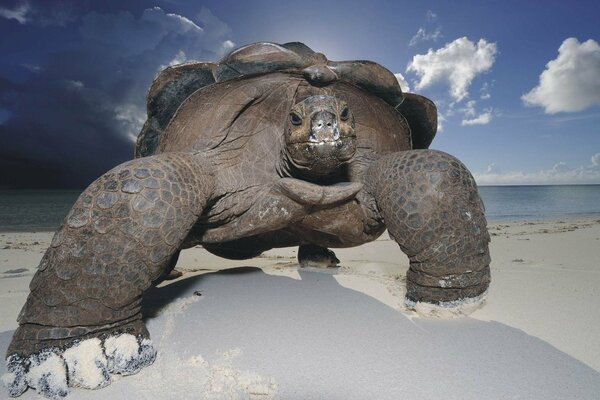 Duży żółw na plaży na piasku