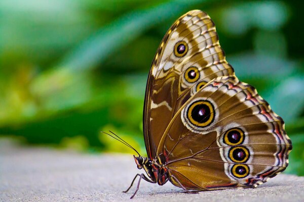 Macro photography of a brown butterfly on asphalt