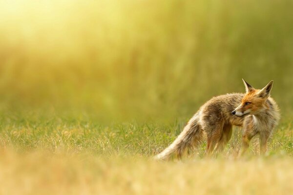 A red fox jumps in nature on the grass