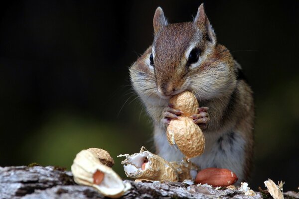 Ardilla come nueces en la naturaleza