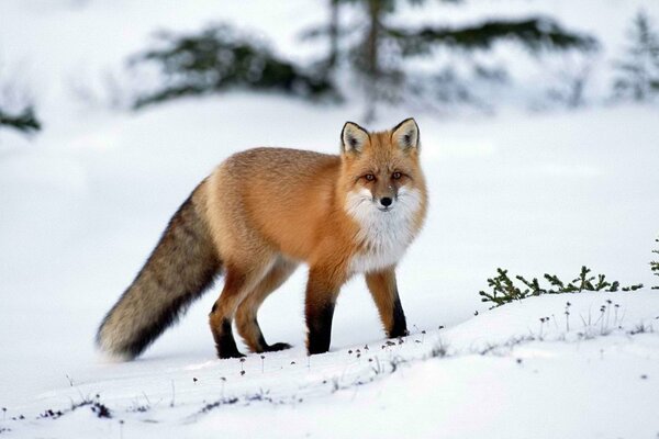 En hiver, la chasse à la neige