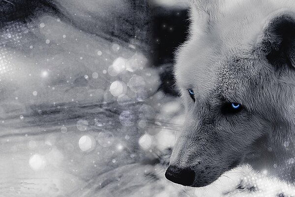 Lobo blanco con hermosos ojos