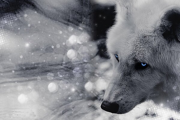 Loup blanc avec de beaux yeux