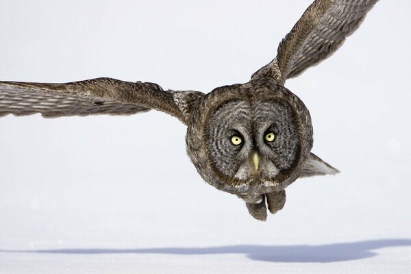 Owl flight in winter