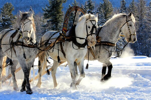 Three white horses in a hurry in winter