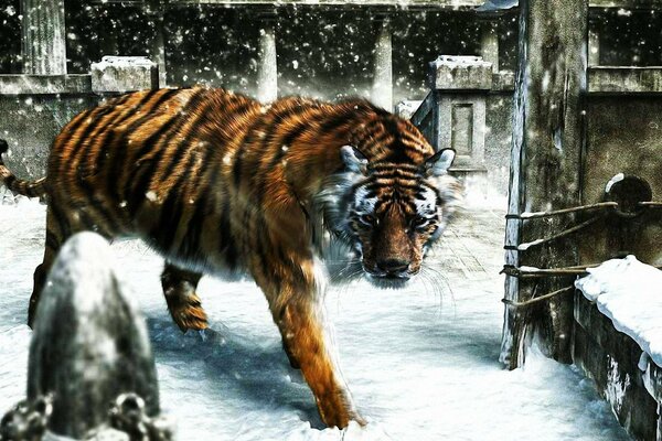 Tygrys w paski idzie po śniegu