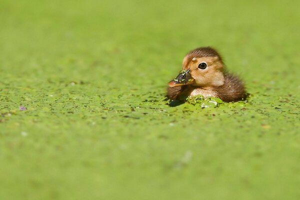 Petit canard dans la verdure oiseau drôle