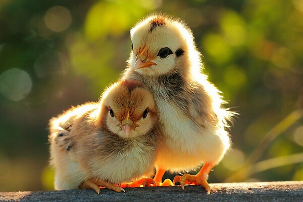 A couple of cute cling at dawn