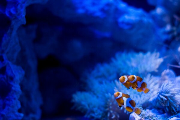 Acquario blu con pesci guppy