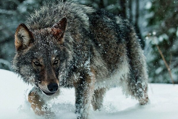 The wolf in the winter forest