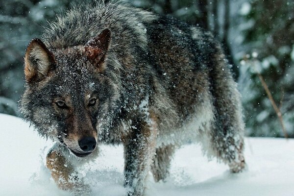 Lobo en el bosque de invierno