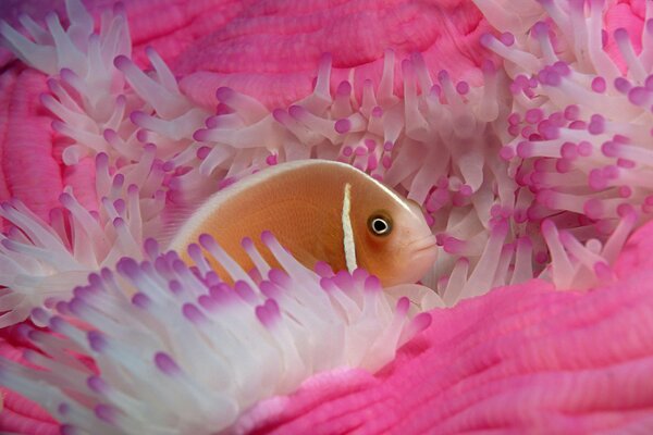 Fish in bright corals on the sea