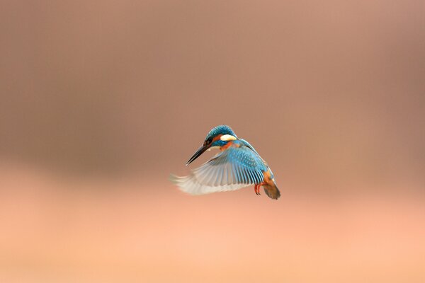 Martin-pêcheur volant dans le ciel coucher de soleil