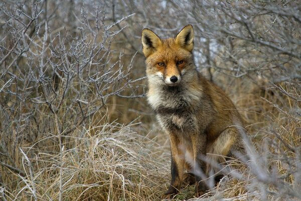 A fox poses in frost-covered bushes