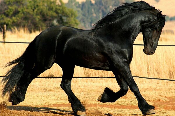 Graceful black horse of the Frisian breed