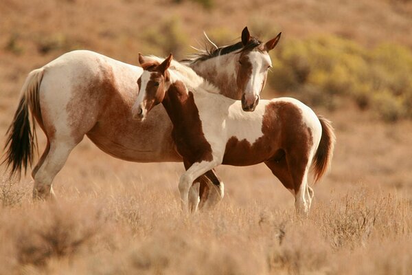 Two beautiful brown stallions