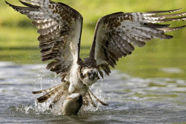 Bird hunt fish