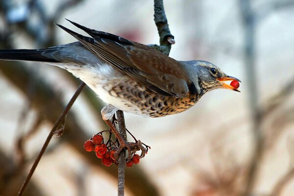 A blackbird on a branch with a rowan in its beak