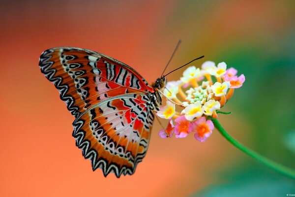 Bella farfalla con antenne sul fiore