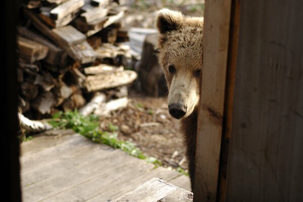 The bear cub came to visit. A bear cub on the background of firewood