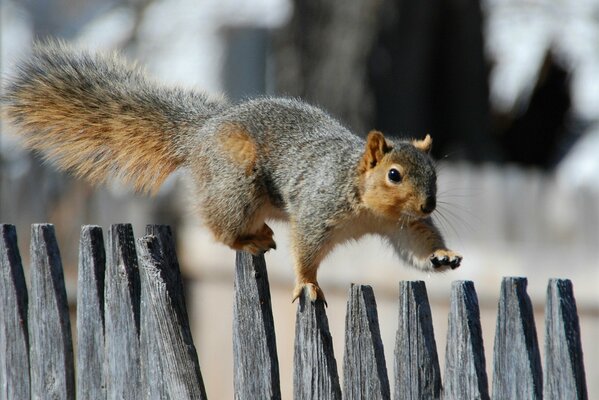 Cheerful morning walk of a squirrel on the fence