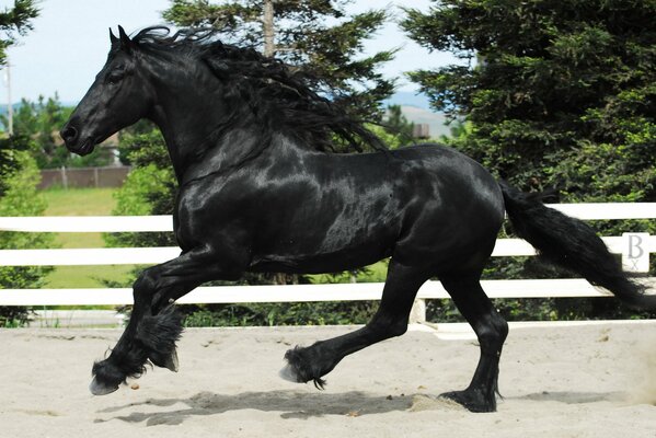 A black horse gallops inside the paddock