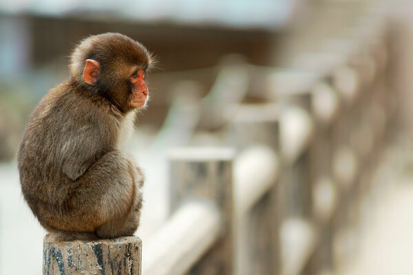 A little monkey is sitting on the fence